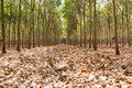 Rubber plantation