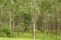 Rubber plantation in Langkawi, Malaysia Royalty Free Stock Photo