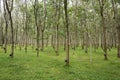Rubber plantation in Langkawi, Malaysia Royalty Free Stock Photo