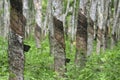 Rubber Plantation, Malaysia