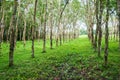 Rubber plantation in rural southern Thailand Royalty Free Stock Photo