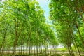 Rubber plantation tree background.