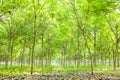 Rubber plantation Royalty Free Stock Photo