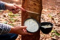 Rubber plantation unidentified rubber planters work diligently, skillfully harvesting latex from the mature rubber trees