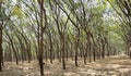 Rubber plantations are planted in rows and ready for tapping Royalty Free Stock Photo