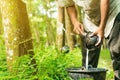 Rubber planters are harvested in the rubber tree garden