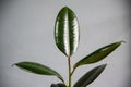 Rubber plants on gray background Royalty Free Stock Photo