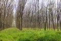 Rubber plants Royalty Free Stock Photo
