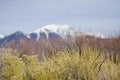 Rubber Rabbit Brush Plants with the alpine peaks of the Sangre de Cristo Mountains in background