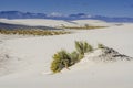 Rubber Rabbitbrush - White Sands National Monument - NM Royalty Free Stock Photo