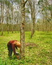 Rubber sap tapper Royalty Free Stock Photo