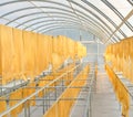 Rubber sheet in solar drying chamber