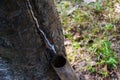 Rubber with slash cuts on a plantation in Assam, India. latex from the rubber trees.