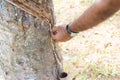 Rubber with slash cuts on a plantation in Assam, India. latex from the rubber trees.