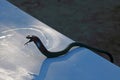 RUBBER SNAKE ON A TABLE IN A CAMP SITE Royalty Free Stock Photo