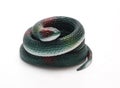 Rubber snake on a white background/rubber snake Royalty Free Stock Photo