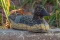 Rubber stuffed duck for hunting