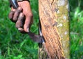 A rubber tapper tapping latex tree at Malaysia. Royalty Free Stock Photo