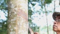 Rubber tapper tapping rubber tree to collect latex