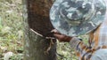 Rubber tapper tapping rubber tree to collect latex