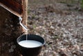 Rubber tapping fresh milky Latex flows from the para tree into plastic black bowl