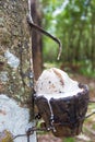 Rubber tapping from rubber tree by planters in Southern of Thailand, they collect latex to make rubber sheet and processed in