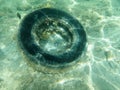 Rubber tire under water in the sea