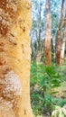 Rubber Tree in Agartala Tripura india