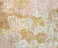 Rubber Tree Bark Texture Background 2 Royalty Free Stock Photo
