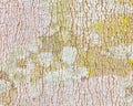 Rubber Tree Bark Texture Background 3 Royalty Free Stock Photo