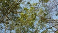 Rubber Tree With Blue Sky