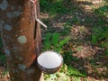 Rubber tree and bowl filled with latex. Natural rubber latex extracted from tree and collected in a bowl. Agriculture industry Royalty Free Stock Photo