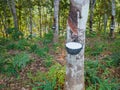 Rubber tree and bowl filled with latex. Natural rubber latex extracted from tree and collected in a bowl. Agriculture industry Royalty Free Stock Photo