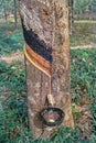 Rubber tree and bowl filled with latex in summer between Kottayam and Periyar Royalty Free Stock Photo