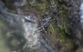 rubber tree bowl fills with water the breeding ground for mosquito.