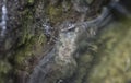 rubber tree bowl fills with water the breeding ground for mosquito.