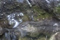 rubber tree bowl fills with water the breeding ground for mosquito.