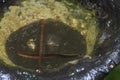 rubber tree bowl fills with water the breeding ground for mosquito.