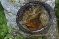 rubber tree bowl fills with water the breeding ground for mosquito.