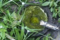 rubber tree bowl fills with water the breeding ground for mosquito.