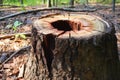 rubber tree cut down - the source of latex allergy