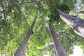 Rubber tree dipterocarpus alatus Roxb natural tropical under view