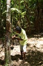 Rubber tree, Ecoparque de Una, Bahia, Brazil, South America Royalty Free Stock Photo