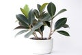 Rubber Tree Ficus Elastica In A White Pot On A White Background. Generative AI