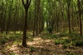 Rubber tree forest in Koh Jum, Thailand