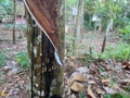 A rubber tree that has been skinned for its sap.