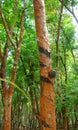 Rubber Tree - Hevea Brasiliensis - Collection of Latex - Rubber Tapping in Kerala, India Royalty Free Stock Photo