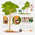 Rubber tree or Hevea brasiliensis with detail infographic elements.Milk of rubber tree. benefit. prodcut from rubber. typographic