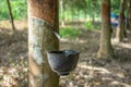 Rubber tree Hevea brasiliensis produces latex. By using knife cut at the outer surface of the trunk. Latex like milk Conducted