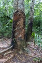 Rubber Tree, Hevea brasiliensis is a species of rubberwood that is native to rainforests in the Amazon region of South America